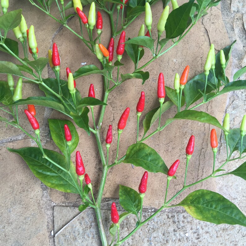 Hawaiian Chili Pepper/SEEDS/Capsicum fruitescens/Pepper Etsy