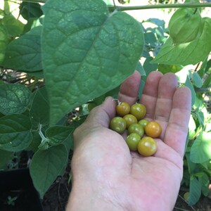 Poha Berry/Physalis peruviana/Cape Gooseberry/Maui Seeds/Fruit Seeds/Hawaii Fruit/Hawaii Fruit Seeds/Container Gardening/Hawaii Fruit Seeds image 7