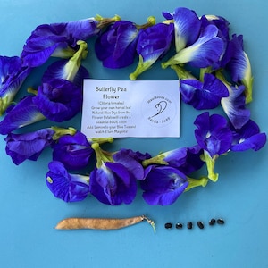 Puede incluir: Semillas de flor de guisante mariposa sobre un fondo azul. Las semillas est&aacute;n dispuestas en una l&iacute;nea y hay una vaina junto a ellas. La imagen tambi&eacute;n incluye una tarjeta con el texto "Flor de guisante mariposa (Clitoria ternatea) &iexcl;Cultiva tu propia infusi&oacute;n de hierbas! El tinte azul natural de los p&eacute;talos de las flores crear&aacute; un hermoso color AZUL Agrega lim&oacute;n a tu t&eacute; azul y observa c&oacute;mo se vuelve magenta!" y un logotipo que dice "MailSeeds from Seeds & Soap".