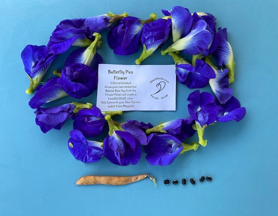 Clitoria ternatea SEEDS/Butterly Pea Flower/Blue Natural Dye/Maui Seeds