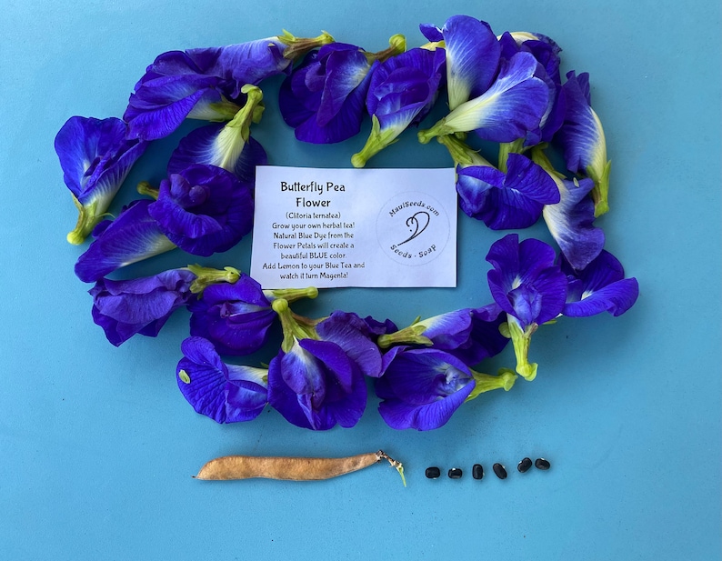Puede incluir: Semillas de flor de guisante mariposa sobre un fondo azul. Las semillas est&aacute;n dispuestas en una l&iacute;nea y hay una vaina junto a ellas. La imagen tambi&eacute;n incluye una tarjeta con el texto "Flor de guisante mariposa (Clitoria ternatea) &iexcl;Cultiva tu propia infusi&oacute;n de hierbas! El tinte azul natural de los p&eacute;talos de las flores crear&aacute; un hermoso color AZUL Agrega lim&oacute;n a tu t&eacute; azul y observa c&oacute;mo se vuelve magenta!" y un logotipo que dice "MailSeeds from Seeds & Soap".