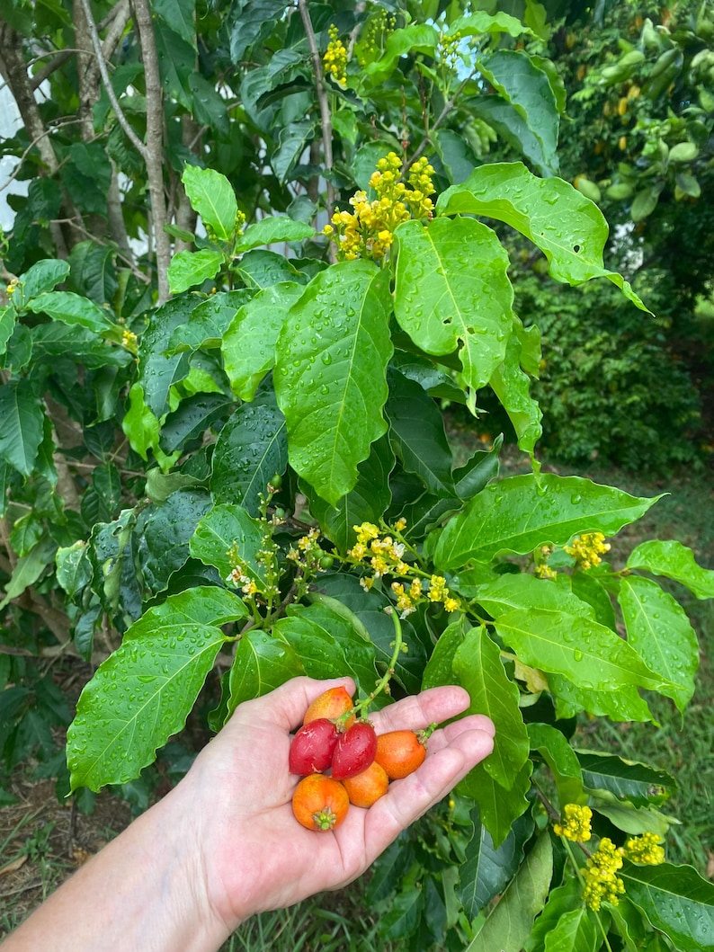 Pu&ograve; includere: Un grappolo di piccoli frutti ovali nelle tonalit&agrave; del rosso e dell'arancione tenuti in un palmo, davanti a una pianta dalle foglie verdi con grappoli di fiori gialli e gocce d'acqua visibili sul fogliame.