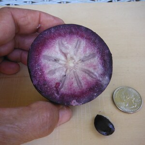 May include: A halved star apple fruit with a purple and white interior, a single seed, and a US quarter for scale.