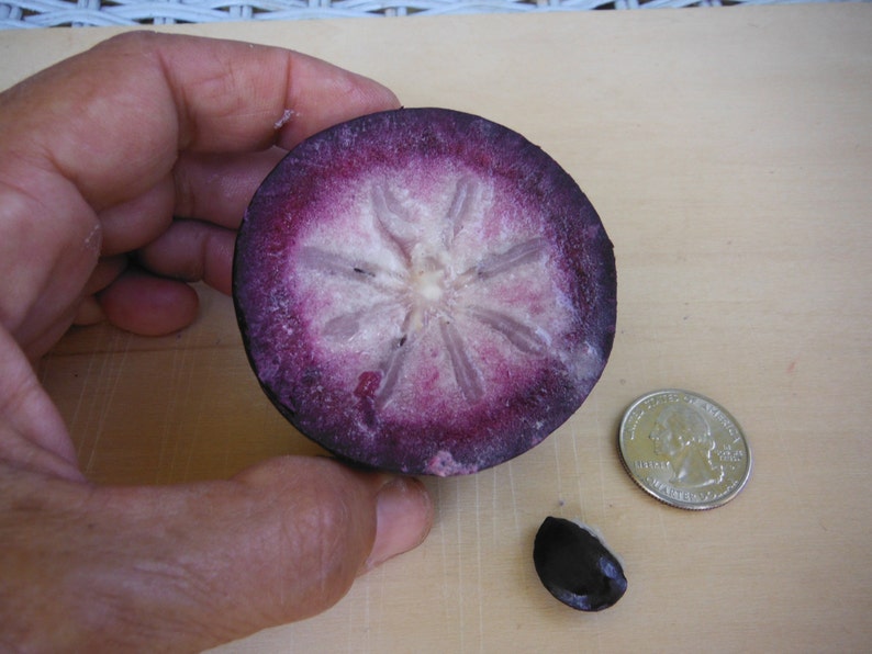 May include: A halved star apple fruit with a purple and white interior, a single seed, and a US quarter for scale.