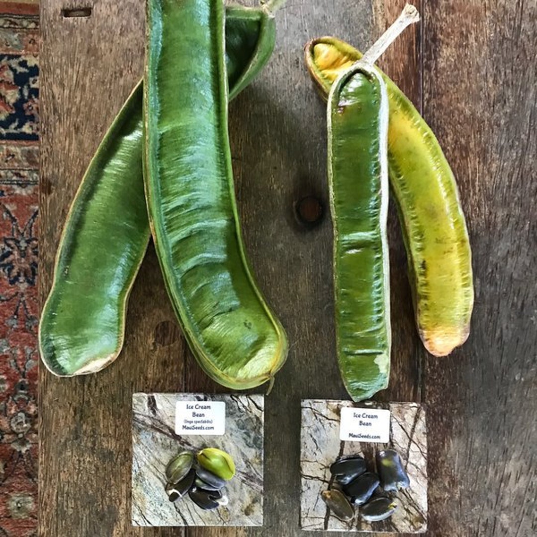 Ice Cream Bean Tree/two Types/maui Seeds/ice Cream Bean Tree Seeds