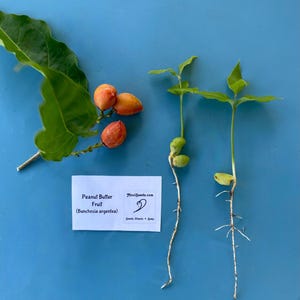 May include: Two peanut butter fruit seedlings with roots growing in a blue container. The seedlings have green leaves and the roots are white. A small card with the text "Peanut Butter Fruit (Bunchosia argentea)" is in the lower left corner of the image.