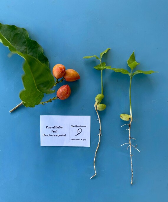ONE (1) Peanut Butter Fruit Tree SEEDLING Tree
