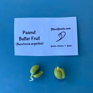 Pu&ograve; includere: Due semi germogliati verde chiaro con piccole radici bianche, posizionati sotto una carta rettangolare bianca etichettata Peanut Butter Fruit (Bunchosia argentea) e il testo MauiSeeds.com Seeds, Plants + Soap in inchiostro viola scuro.