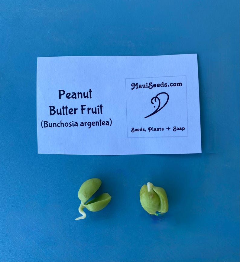 Pu&ograve; includere: Due semi germogliati verde chiaro con piccole radici bianche, posizionati sotto una carta rettangolare bianca etichettata Peanut Butter Fruit (Bunchosia argentea) e il testo MauiSeeds.com Seeds, Plants + Soap in inchiostro viola scuro.