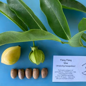 Ylang Ylang Vine SEEDS/Artabotrys hexapetalus/Maui Seeds/Flowering Vine/Scented Flowers/Home Garden/Easy to Grow/Fragrant Garden