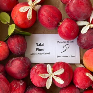 Natal Plum/Carissa macrocarpa/SEED/Tropical Fruit Seed/Maui Seeds/Exotic Fruit/Maui Seed/Hawaii Fruit/Edible Fruit/Home Garden/Home Gardener