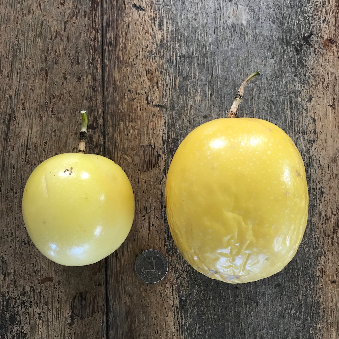 Extra Large Yellow Passionfruit Seeds/lilikoi/maui Seeds/ Fruit Seeds