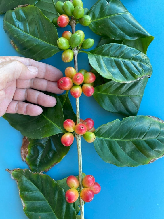 Maui Grown Arabica Coffee SEEDS/ Home Garden /5 Seeds/Container Gardening/Easy to Grow