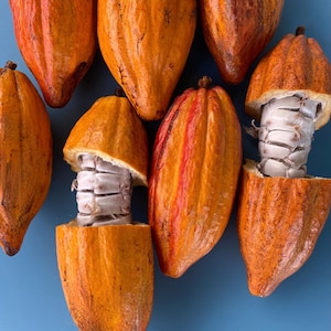 Cacao SEEDS/Theobroma Cacao/Maui Seeds