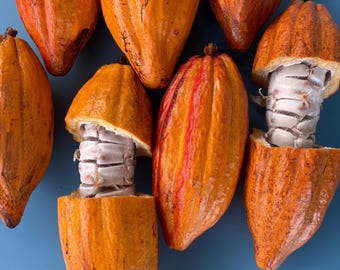 May include: Overhead shot of several ripe cacao pods, some halved to reveal the white, segmented pulp and seeds. The pods are a vibrant orange with a textured surface, set against a blue background. The exposed pulp is a creamy white color.