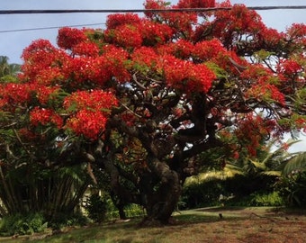 Flamboyant Tree Seeds/Delonix regia/SEEDS/Maui Seeds/Royal Poinciana/Tree Seeds/Ornamental Tree Seeds/Home Garden/Flowering Tree