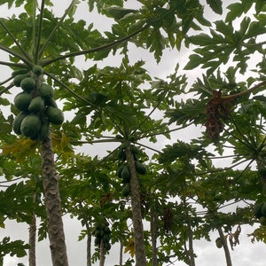 May include: A view from below of several papaya trees with green leaves and unripe green papaya fruit growing on the branches.