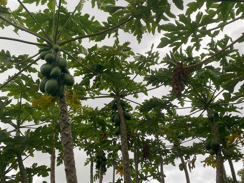 May include: A view from below of several papaya trees with green leaves and unripe green papaya fruit growing on the branches.