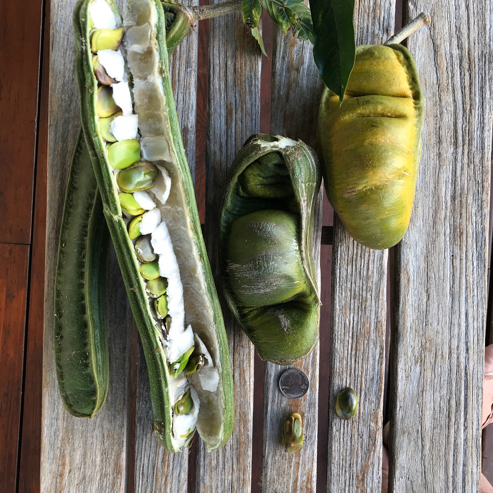 Ice Cream Bean Tree/two Types/maui Seeds/ice Cream Bean Tree Etsy