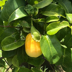 Jamaican Lilikoi SEEDS/ Maui Fruit/ Maui Seeds/Fruit Seeds/Passiflora laurifolia/Water Lemon/Fruit Seeds/Home Garden/Passionfruit Seeds image 5