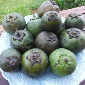 Black Sapote Seeds/Chocolate Sapote (Diospyros digyna)/Maui Seeds/Wet Packed Seeds/Maui Grown/Exotic Fruit