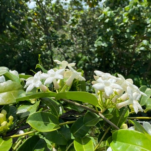 Stephanotis/Stephanotis SEEDS/Madagascar Jasmine/Maui Seeds Flowering vine/Seeds /Hawaiian Wedding flower/Houseplant Seeds/Lei Flower image 9