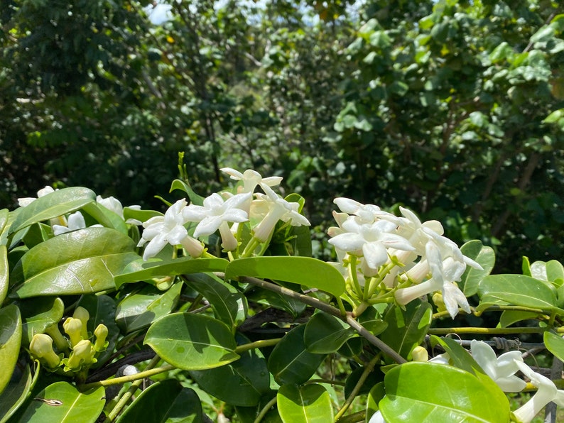 Stephanotis/Stephanotis SEEDS/Madagascar Jasmine/Maui Seeds Flowering vine/Seeds /Hawaiian Wedding flower/Houseplant Seeds/Lei Flower image 9