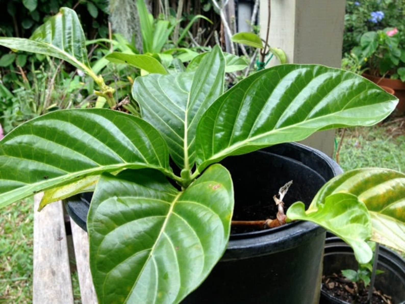 Noni Leaf/Dried NONI LEAVES/Health Tea/Maui Noni/Grown by Maui Etsy
