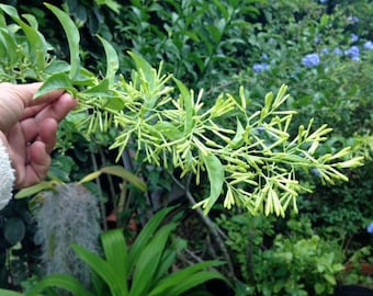 Night Blooming Jasmine/Cestrum nocturnum/Maui Seeds