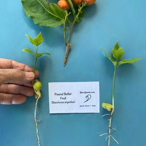 May include: Two peanut butter fruit seedlings with roots growing from the bottom of the pot. The seedlings are on a blue surface. A card with the text "Peanut Butter Fruit (Bunchosia argentea)" is visible in the image. The card also has the text "MauiSeeds.com" and a logo.