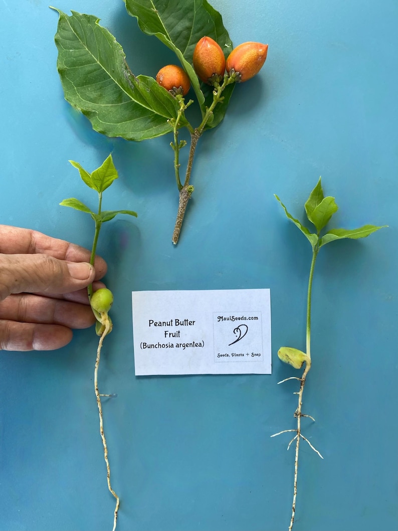 May include: Two peanut butter fruit seedlings with roots growing from the bottom of the pot. The seedlings are on a blue surface. A card with the text "Peanut Butter Fruit (Bunchosia argentea)" is visible in the image. The card also has the text "MauiSeeds.com" and a logo.