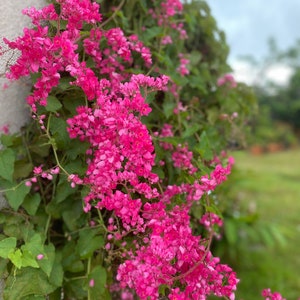 Antigonon leptopus/Maui Seeds/Pink Coral Vine/Very Easy to Grow/Home Garden/Bright Pink Flowers/Heart Shaped Shaped Leaves/Cottage Garden