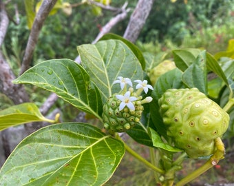 Noni SEEDS/Morinda citrifolia/Hawaiian Canoe Plant/Hawaii Trees/Medicinal Plants/Medicinal Tea/Seeds For Planting/Fruit Seeds/Super Food