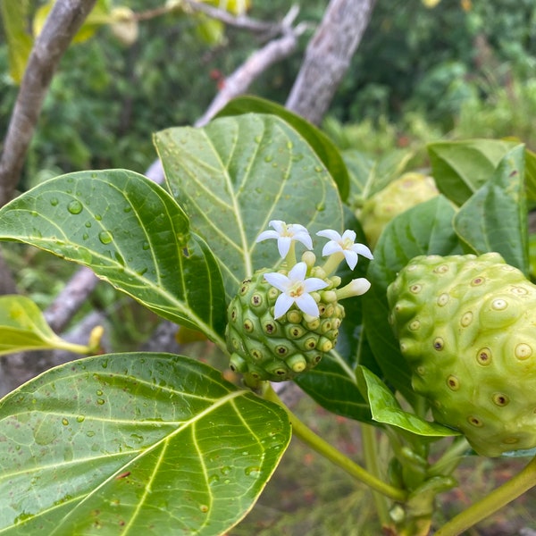 Noni SEEDS/Morinda citrifolia/Hawaiian Canoe Plant/Hawaii Trees/Medicinal Plants/Medicinal Tea/Seeds For Planting/Fruit Seeds/Super Food