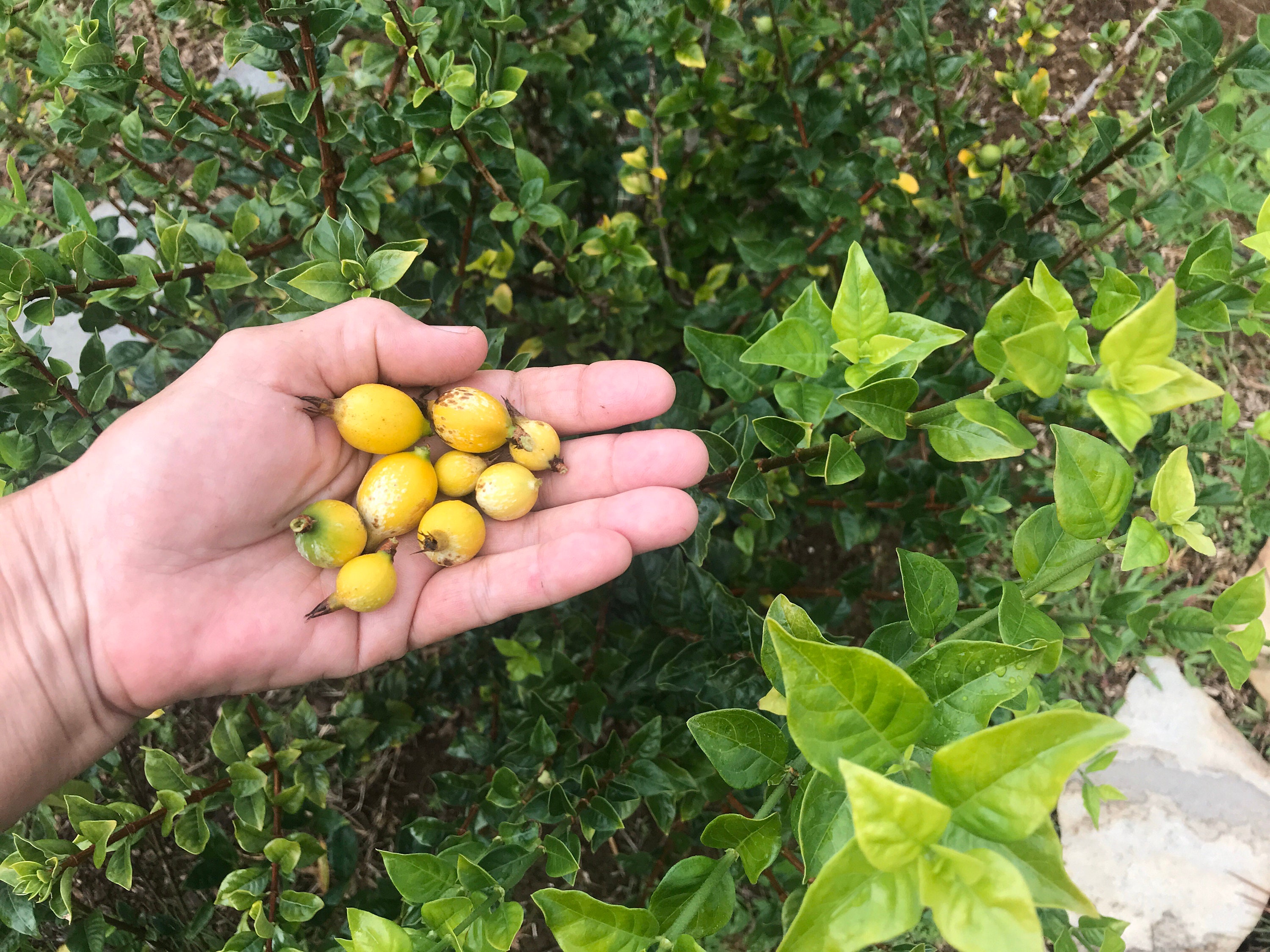 Fruit Seeds 5 x Blackberry Jam Fruit Randia Formosa Tree Seeds Rare