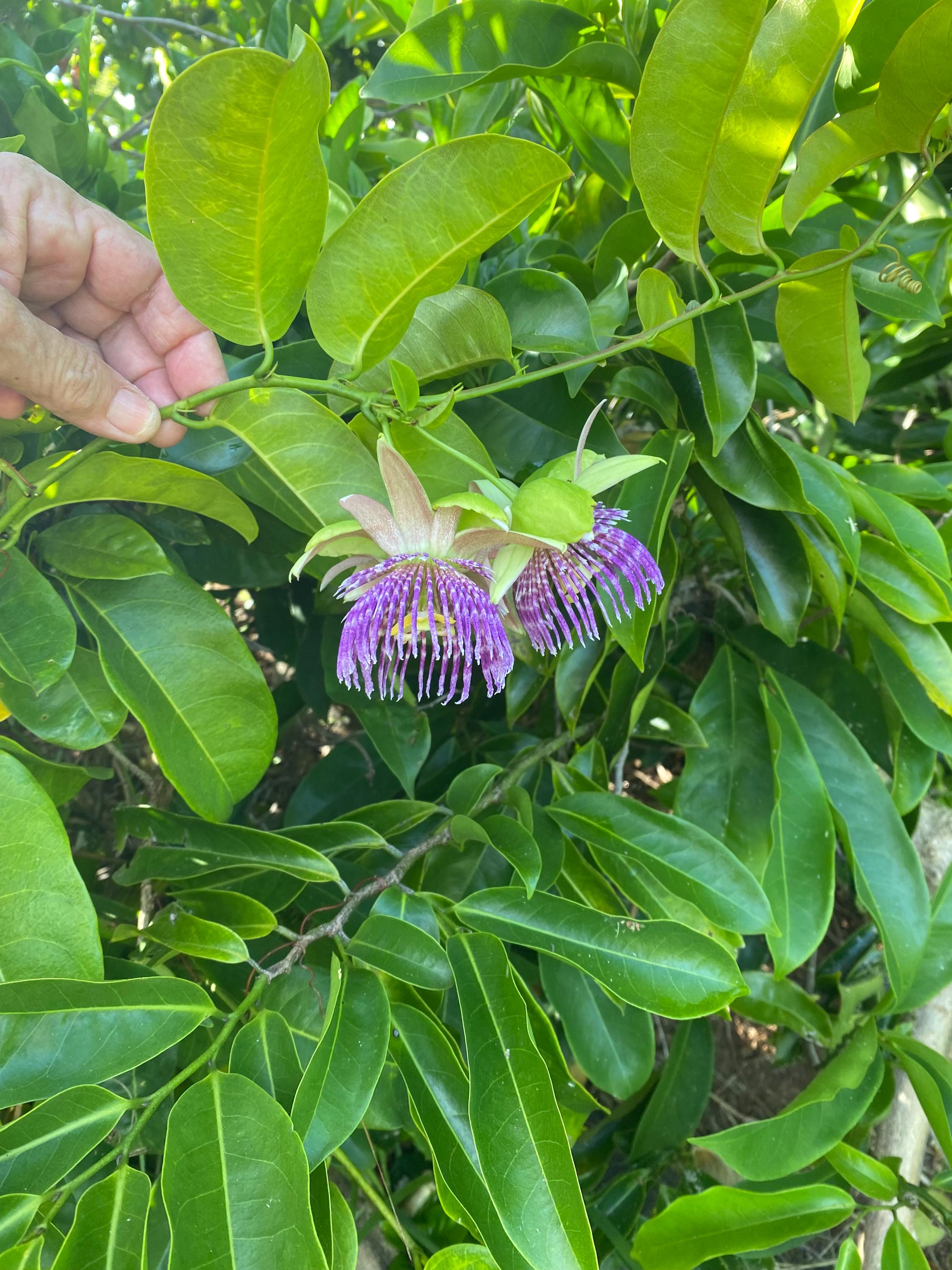 Jamaican Lilikoi Seeds/passiflora Laurifolia/maui Seeds - Etsy