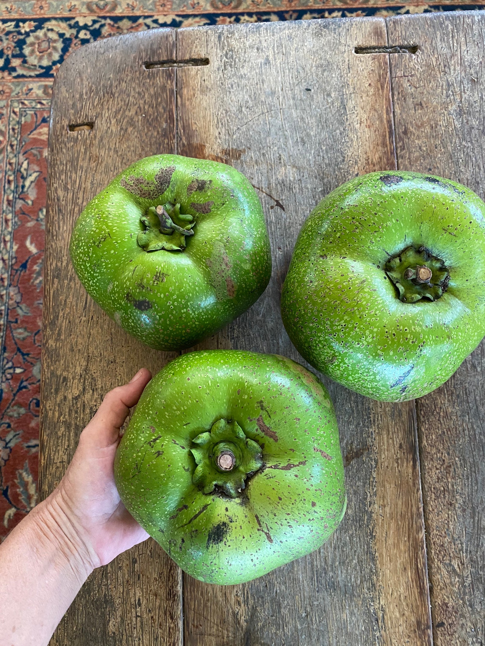 Black Sapote Seeds/chocolate Sapote diospyros Digyna/maui Etsy