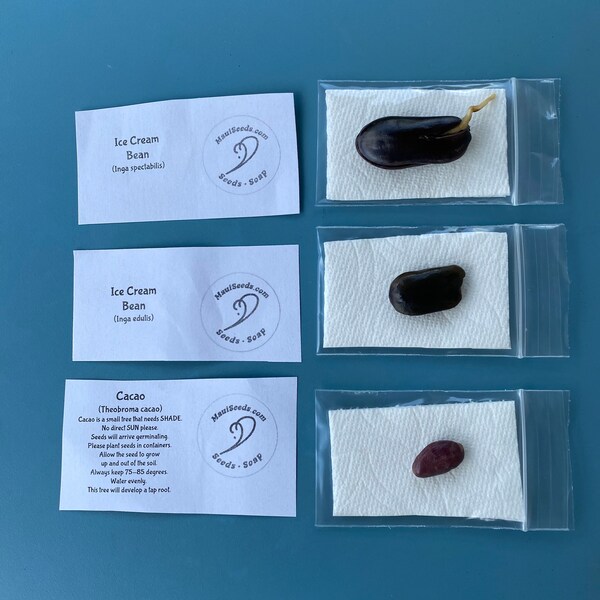 Ice Cream Bean Seed Etsy