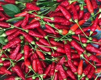 Hawaiian Chili Pepper/SEEDS/Capsicum fruitescens/10 Pepper SEEDS/Container Gardening/Home Garden/Maui Seeds/Vegetable Seeds