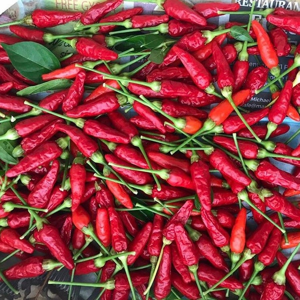 Hawaiian Chili Pepper/SEEDS/Capsicum fruitescens/10 Pepper SEEDS/Container Gardening/Home Garden/Maui Seeds/Vegetable Seeds