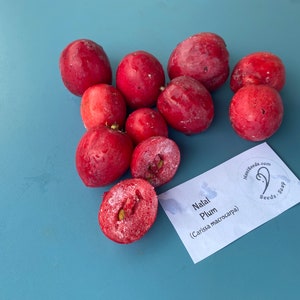 Natal Plum/Carissa macrocarpa/SEED/Tropical Fruit Seed/Maui Seeds/Exotic Fruit/Maui Seed/Hawaii Fruit/Edible Fruit/Home Garden/Home Gardener image 6