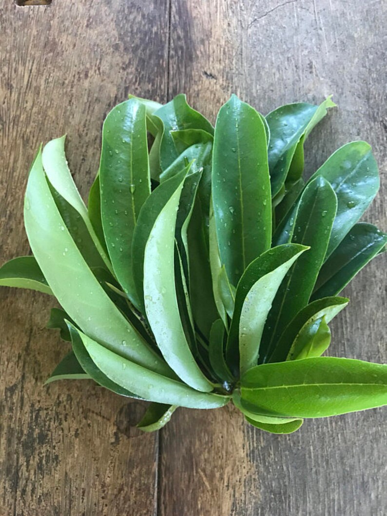 SoursopAnnona muricataGraviolaSEEDS Maui SeedsFresh Maui Grown SeedsTropical FruitHawaii Fruit SeedMaui grownHealth TeaHerbal Tea