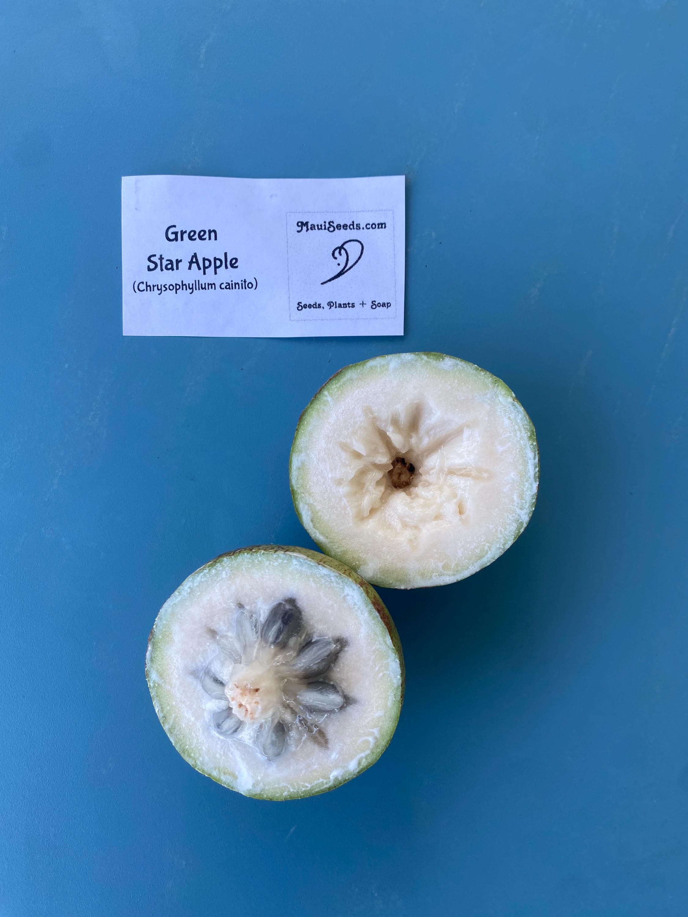 Apple - スター GREEN Star Apple/chrysophyllum Cainito/maui Seeds - Etsy