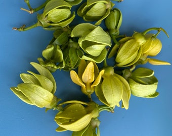 Ylang Ylang Vine Seed/Artabotrys hexapetalus/Maui Seeds/Flowering Vine/Scented Flowers/Home Garden/Easy to Grow/Fragrant Garden