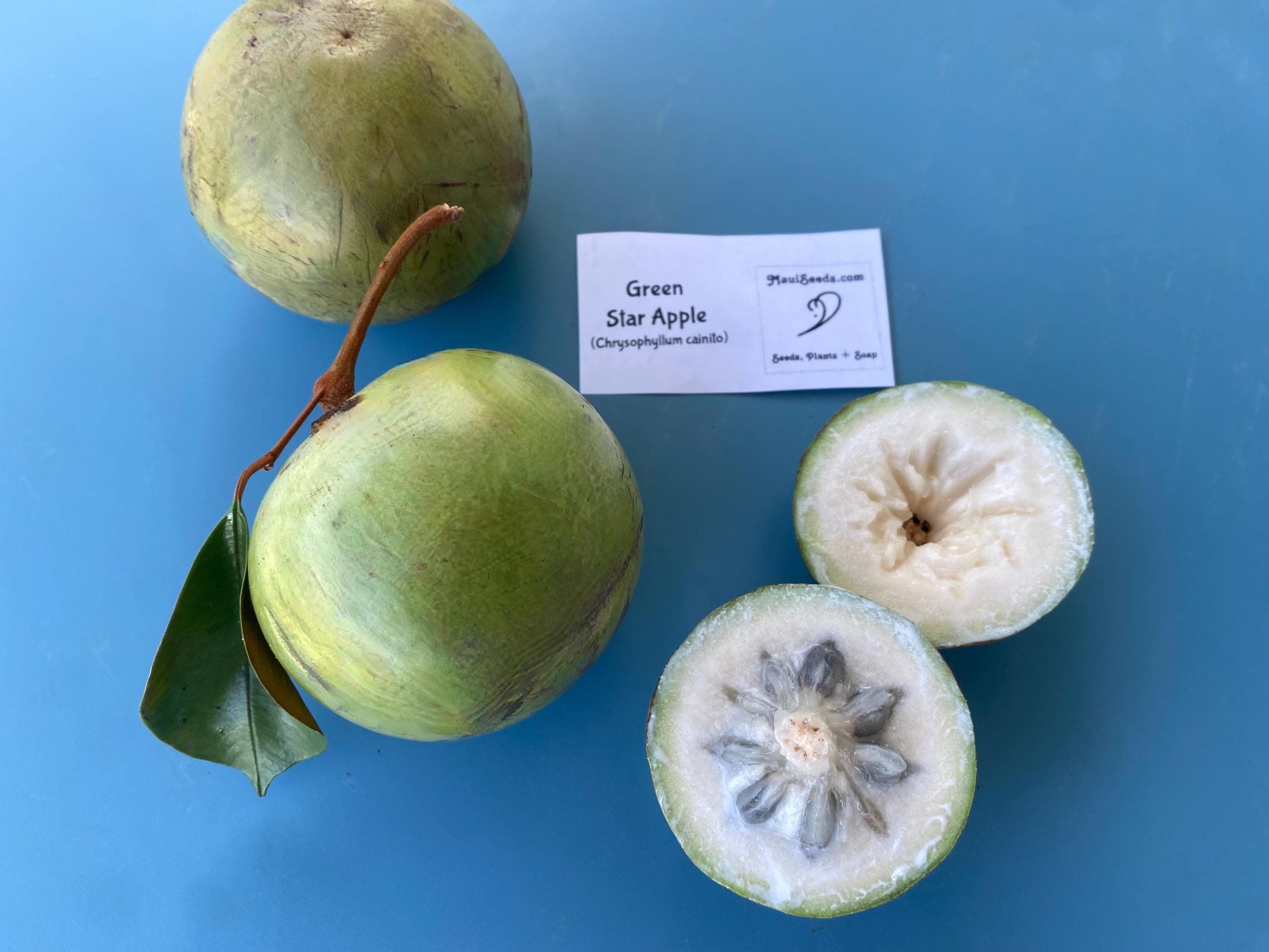 GREEN Star Apple/chrysophyllum Cainito/maui Seeds - Etsy