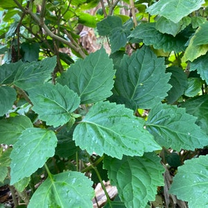 May include: A close-up of a green leafy plant with large, textured leaves. The leaves are arranged in a dense cluster, creating a lush and vibrant image.