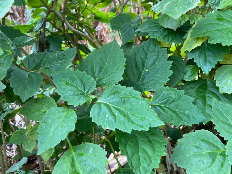 May include: A close-up of a green leafy plant with large, textured leaves. The leaves are arranged in a dense cluster, creating a lush and vibrant image.