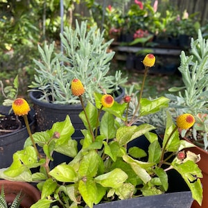 May include: A potted plant with green leaves and yellow and orange flower buds. The plant is in a black pot and is surrounded by other plants.