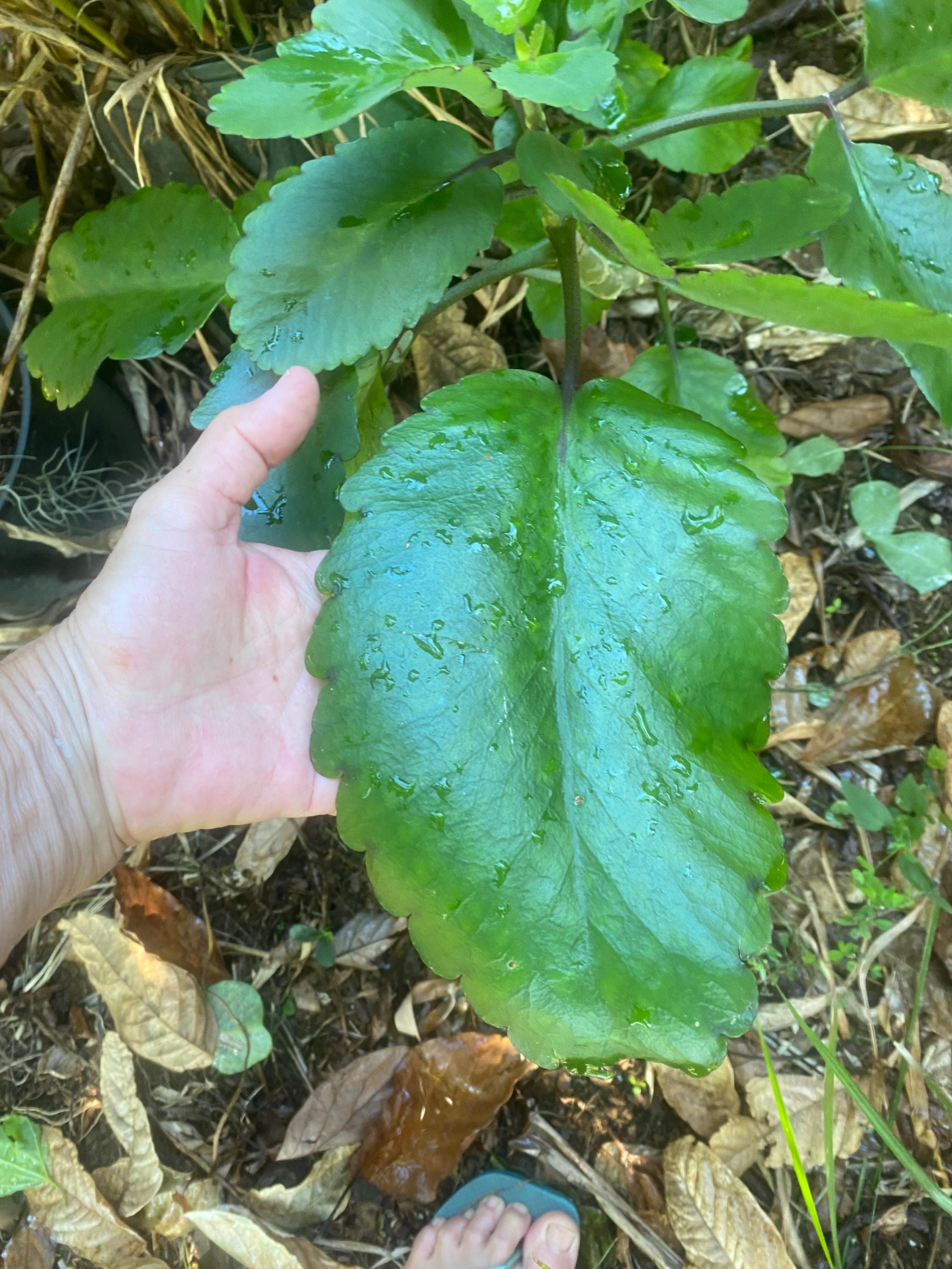 money tree to buy 3-5 FT Money Tree- NYC, NJ, CT, Boston, Providence, Washington DC,  Baltimore, Philadelphia, Princeton, Long Island, and Upstate NY Local Plant  Delivery  Dahing Plants