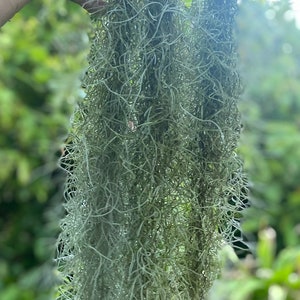 Tillandsia usneoides/Air Plant/Air Plant/Live Moss/HINAHINA/'Pele's Hair'/LEI making/Easter Basket GRASS/Spanish Moss/Living Lei image 1